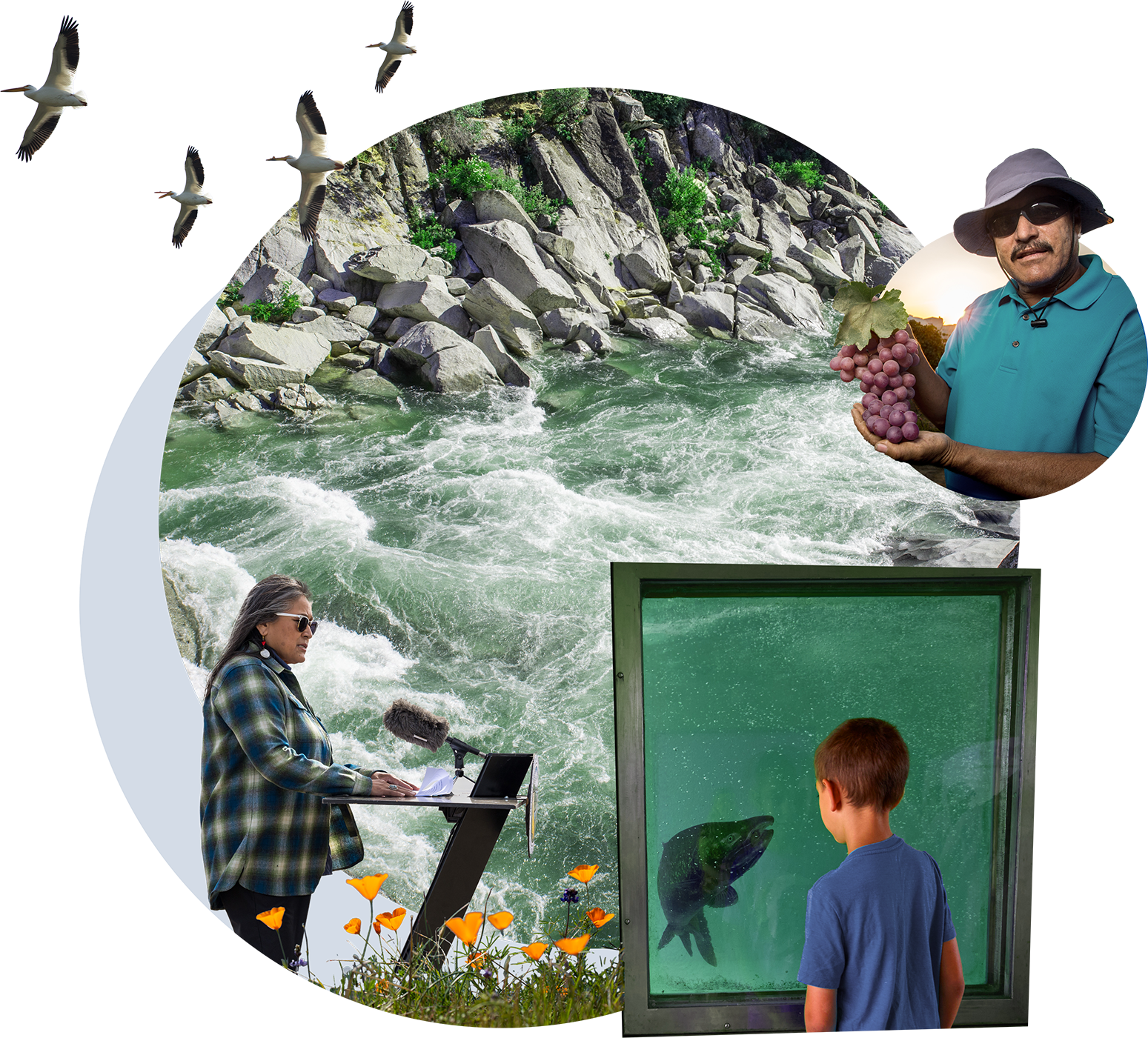 A collage showing a person advocating on a podium, birds flying, a river flowing, a farmer holding grapes and a child looking at a salmon inside a fish tank